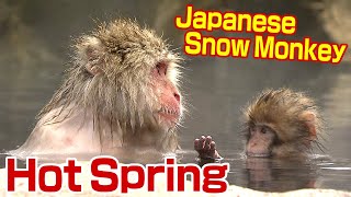 【SNOW MONKEY】「スノーモンキー」外国人観光客回復 コロナ禍前の8割に「うれしい悲鳴」 インバウンドに期待 [upl. by Jandy610]