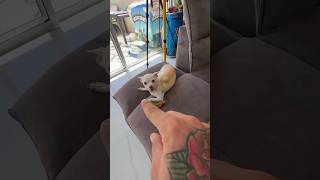 Nikki angry 😡😡mreviatar nikiangry dog niki nikiedit chihuahua puppy cutvideo videoreaction [upl. by Hanoj]