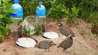 Super Creative Deep Hole Bird Trap Using Big Bottle 5L  How to make easy bird trap work 100 [upl. by Constantina800]