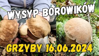 Pełen KOSZ BOROWIKÓW  udany wypad na grzyby  1606 dolnośląskie pilze fungi mushroom grzyby [upl. by Poirer]