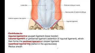 Abdomen Revision Day 1 Part 1 anterior abdominal wall [upl. by Morie]