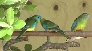 Turquoisine Parrots feeding each other  The Pheasantasiam [upl. by Ivgnout104]