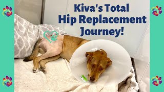 Dog Total Hip Replacement THR Cost amp Recovery [upl. by Zere]