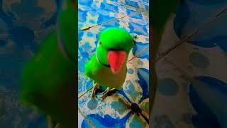 funny methuselah sitios green greenscreen greenringneckparrot [upl. by Eceined914]