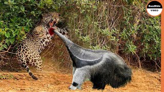 Giant Anteater Face Off The Jaguar [upl. by Sibie]