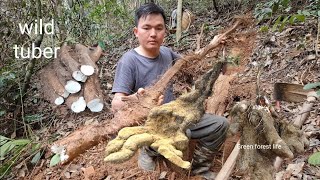 Man living alone digs wild tubers for food Robert  Green forest life [upl. by Haugen]