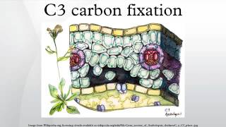 C3 carbon fixation [upl. by Fechter]