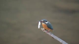 kouenwaki2016 01 17カワセミ飛び込み、ホバリング、捕食動画 [upl. by Sivrep677]