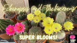 Echinopsis and Trichocereus Super Blooms  Spring 2022  cactusflowers [upl. by Barthelemy509]