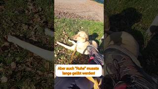 Ruheübung mit Broholmer Ary broholmer hundetraining [upl. by Okramed845]