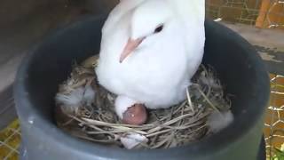 Ring Neck Dove Starting to Hatch [upl. by Carew]