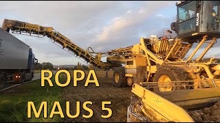 ROPA MAUS 5 Zuckerrüben Überladung bei der Ernte Sugarbeet harvesting loading [upl. by Aivonas]