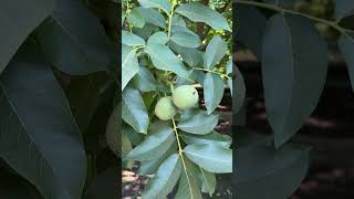 Potassium Fertilizer for Californian Walnuts farming agriculture [upl. by Angelika]