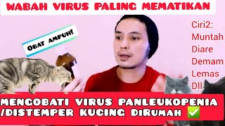 VIRUS PANLEUKOPENIA KUCING  DISTEMPER PADA KUCING  PENGOBATAN DI RUMAH [upl. by Attegroeg]