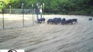 Wild Hog Trapping  Capturing 56 Hogs in Two Traps  JAGER PRO™ [upl. by Anaeed]