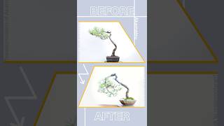 Transformation of BonsaiRed Pine 盆栽 bonsai 赤松 [upl. by Cristiona]