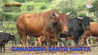 TOROS DE LA GANADERIA SANTA MARTA SAN PEDRO 2025 [upl. by Hitt]