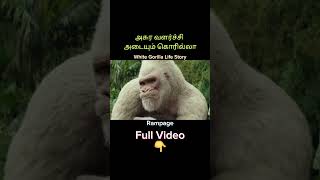 White Gorilla Life Story  talkwithravanan  shorts [upl. by Yren]