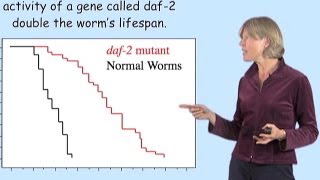 Cynthia Kenyon UCSF A Genetic Control Circuit for Aging [upl. by Shiroma]