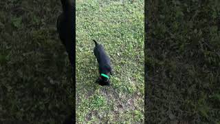 6 Month Old Patterdale Terrier patterdale apostolic dog puppy running buckshot shorts fyp [upl. by Tod]