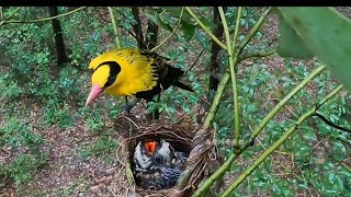 Albino RedEyed Lovebirds A Beautiful Parrot Species AlbinoLovebirds RedEyedLovebirds [upl. by Kerwon]