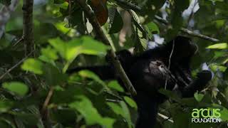 Dr Susan Cheyne on Gibbon Behavior Biology and Conservation Needs [upl. by Earley215]