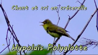 HYPOLAIS POLYGLOTTE chant et cri [upl. by Enelym]