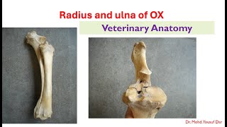 Radius and Ulna of oxosteology vetanatomy bvsc pooshmati [upl. by Nuawad393]