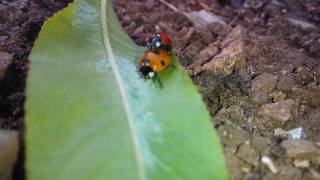 Mariquitas Coccinella Septempunctatas devorando pulgón [upl. by Etteve]