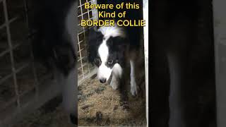 Beware of smart BORDER COLLIES that do this bordercollie [upl. by Ellehcan339]