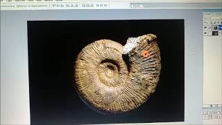 Comparación de Ammonites con Photoshop [upl. by Trebla939]