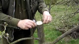 Fruitwise apple tree grafting guide rind grafting [upl. by Wil]