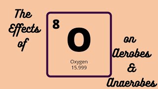 Effects of Oxygen on Aerobes and Anaerobes  How to Remember Microbiology [upl. by Buzzell326]