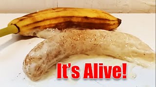 THE FRANKENSTEIN BANANA  real or fake [upl. by Hezekiah]