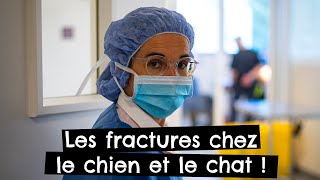 Les fractures chez le chien et le chat  🐶 🐱 [upl. by Mohammed]