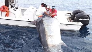 Amazing Level Giant Swordfish Fishing skill  Big Catch Swordfish amp Black Marlin Strongest The Sea [upl. by Ioves710]