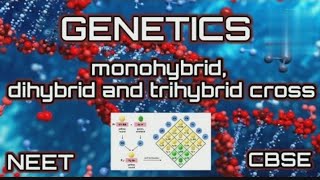 Monohybrid Dihybrid Trihybrid Cross  GENETICS  CBSENEET [upl. by Dercy]