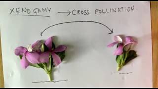 KINDS of POLLINATION AUTOGAMYGEITONOGAMYXENOGAMY [upl. by Amin]