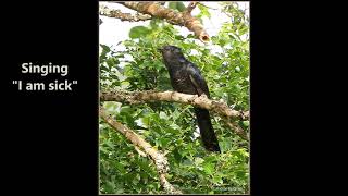 Black Cuckoo vocalisations [upl. by Renell388]