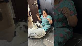 கடைசீலப் பாருங்க 😲 அறிவு 🧿 cute shihtzu shortsfeed mangokuttan [upl. by Ogram]