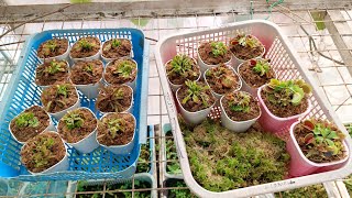 Replanting ng mga Order gardening flower nature plant petplantsph flytrap carnivorousplant [upl. by Nilac]