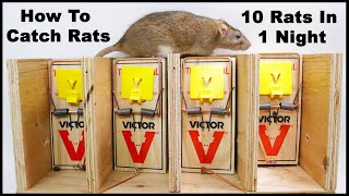 The Best Way To Trap Rats The Ultimate Rat Trapping System Mousetrap Monday [upl. by Jo Ann]