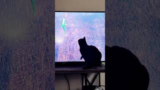 No lizards in my house cats animals cats pets youtubeshorts pet catvideos youtube [upl. by Leontina]