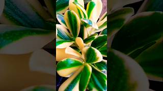 crassula plants shorts plants viralvideo [upl. by Bertasi]