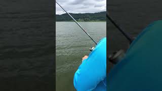 Rob Horn caught a big Striped Bass today at Cowanesque Lake [upl. by Nicolella469]