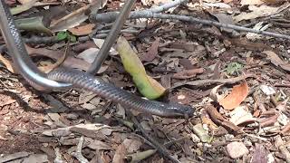 Eastern Small Eyed Snake Cryptophis nigrescens Elapidae [upl. by Arbrab]