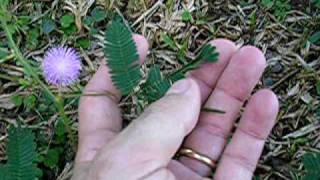 Planta DormeDorme  Mimosa Pudica [upl. by Lunseth]