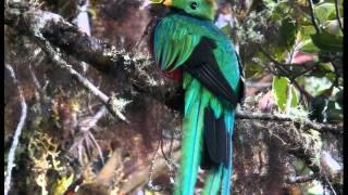 Quetzal o Quetzal Guatemalteco Cantando Sonido para Llamar El Mejor [upl. by Acnairb]