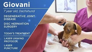 Dachshund with DJD Walks After Low Level Laser Therapy  Multi Radiance Super Pulsed Laser Therapy [upl. by Ainit]