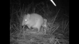 Longnosed Potoroo Nadgee Nature Reserve [upl. by Arobed603]